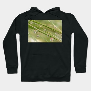 Water Drops on Grass Hoodie